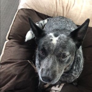 Meet your Posher, Linda